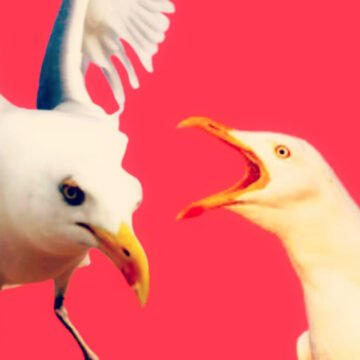 attacking-seaguls-1200x630.jpg ‘Dive-Bombing’ Seagulls Terrorize Scottish Coastal Towns to the Point Where They Are Damaging Citizens’ Mental Health | The Gateway Pundit