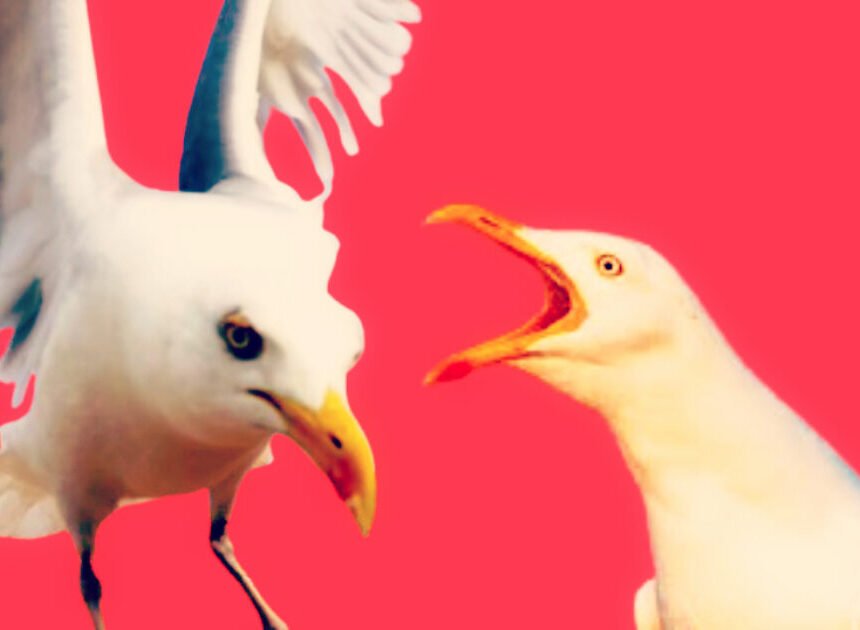 ‘Dive-Bombing’ Seagulls Terrorize Scottish Coastal Towns to the Point Where They Are Damaging Citizens’ Mental Health | The Gateway Pundit